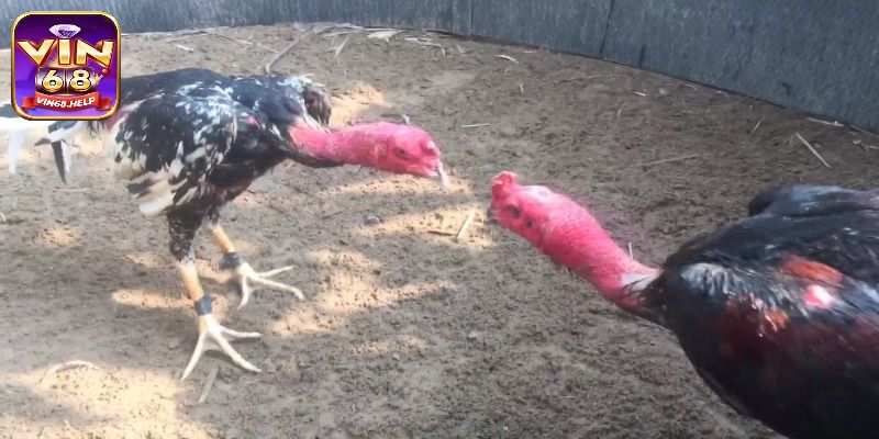 Đá Gà Tre - Trực Tiếp Hùng Kê Tranh Tài Hấp Dẫn Nhất 2025