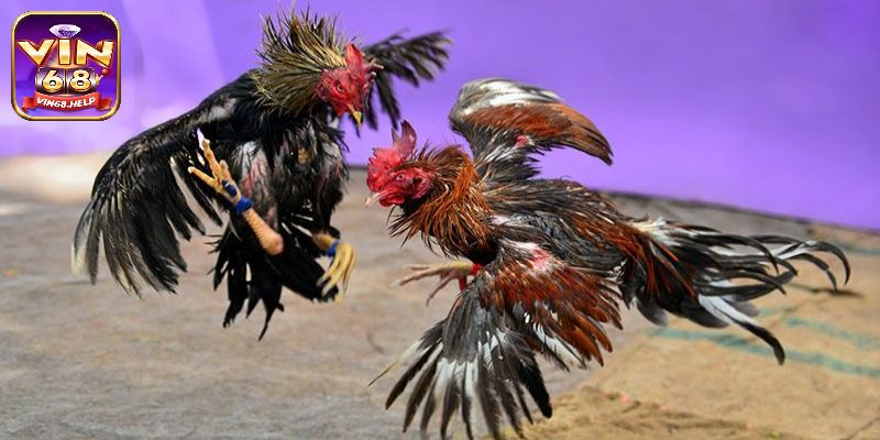 Hiểu biết chung về chọi gà tre