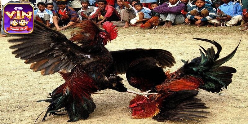 Thả ga chọn cửa cược chọi gà tre hấp dẫn