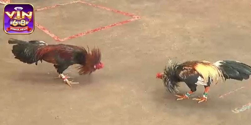 Ưu thế thu lợi nhuận vượt trội của đá gà tre